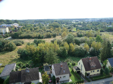 Birkengewann